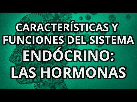 Sistema endocrino