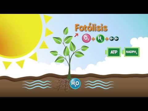 Fotosíntesis: etapas y recursos TIC
