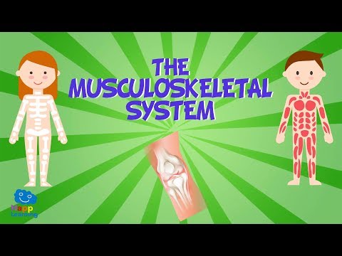 THE MUSCULOSKELETAL SYSTEM