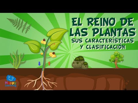 LAS PLANTAS Y SUS CARACTERÍSTICAS