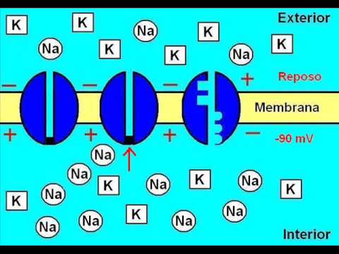 ¿Qué es el sistema nervioso?¿Cómo y con qué funciona?