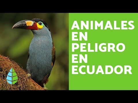 Extinción de especies