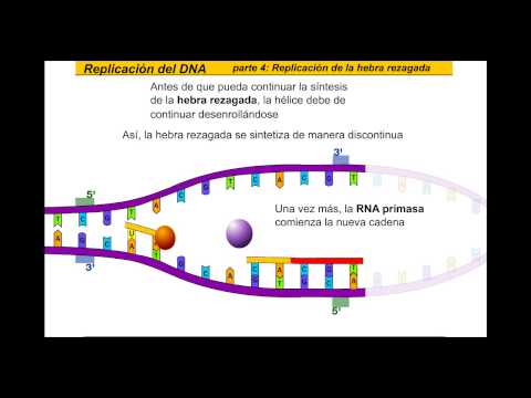 REPLICACION Y TRANSCRIPCION DEL ADN