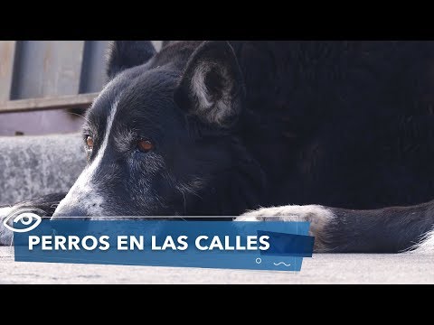 Perros Callejeros Emily Pereira