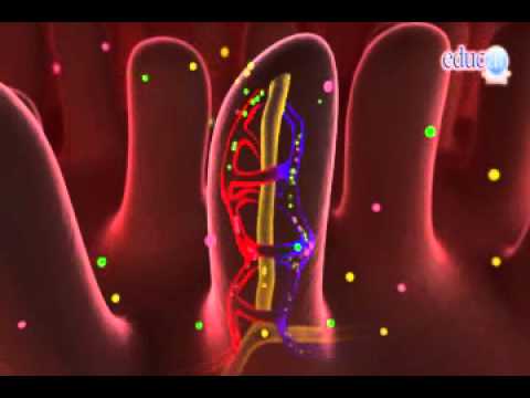 esquema enriquecido FUNCIÓN DE NUTRICIÓN