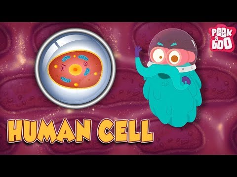 The cells in the human body