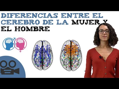 UD2_7.Cerebro de hombre y cerebro de mujer