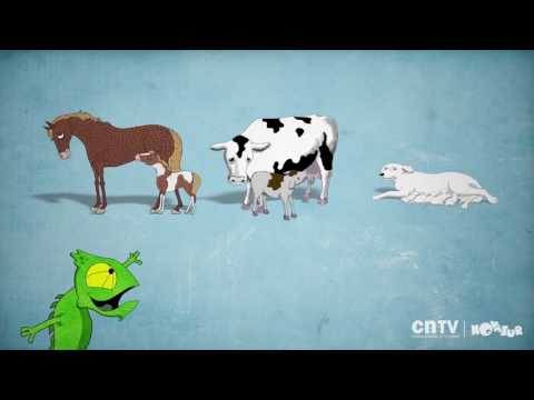 los animales mamiferos
