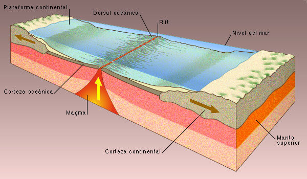 Los bordes divergentes forman dos estructuras importantes: Los Rift Valley y dos tipos de dorsales oceánicas. ¿Cuál es la diferencia entr...
