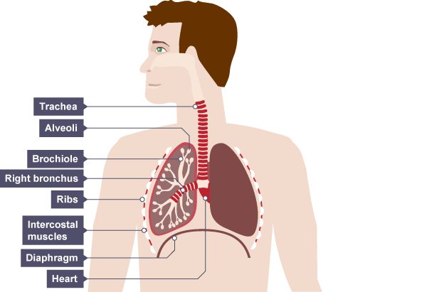 Human Respiratory System - Inhalation and Exhalation.