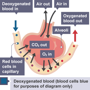 Alveoli: Where gas exchange in the lungs happens. Features include: -Thin walls (1 cell thick) -Large surface area -Moist surface -Many b...