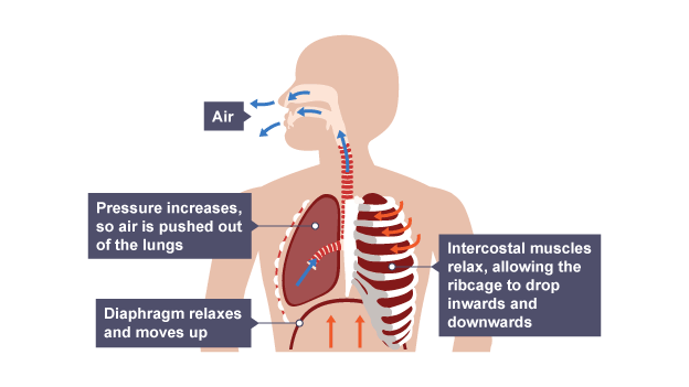 Exhalation: 1) External intercostal muscles relax, internal contract, ribcage moves down and inward 2) Diaphragm relaxes and moves back i...