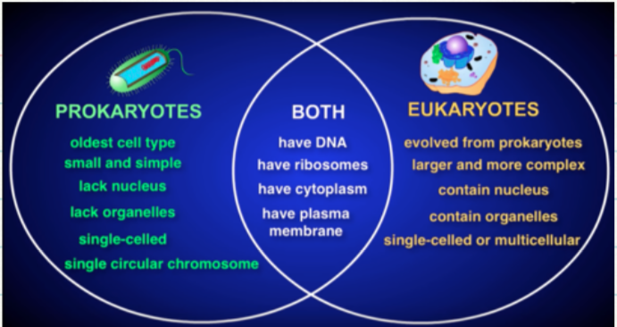 name the differences and the similarities of prokaryotic and eukaryotic cells