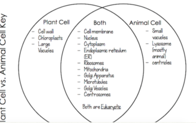 name the differences and similarities between plant cells and animals cells