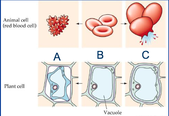 label this diagram