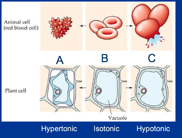 label this diagram