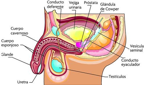Relación entre Sistema Reproductor y la Genética