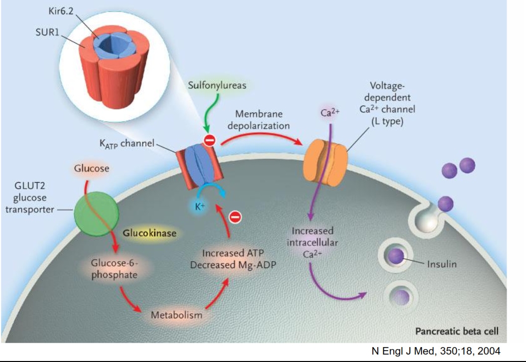Diabetes Mellitus tipo 2 - tratamento