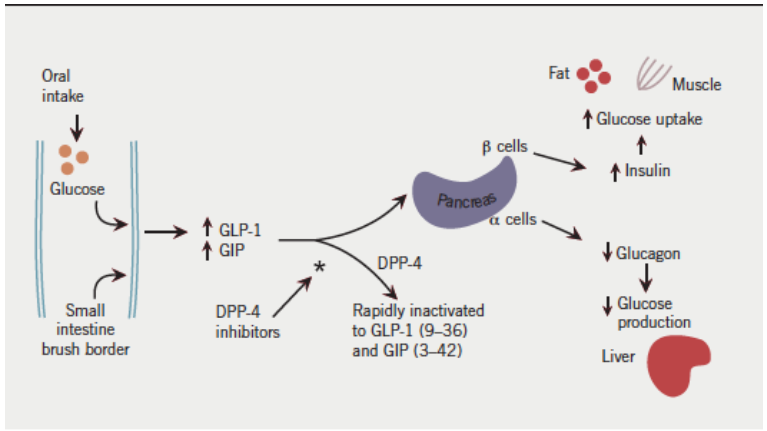 Agonistas de receptores de GLP-1 e inibidores de DPP-4: GLP-1 (glucagon-like peptide): aumenta insulina e diminui glucagon, esvaziamento ...