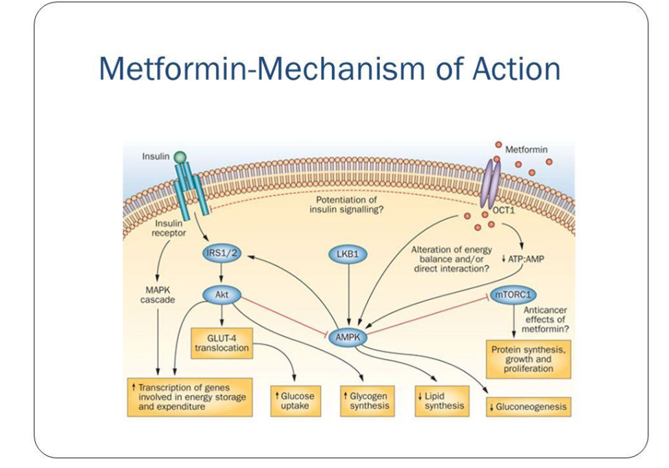 BIGUANIDAS: Metformina Mec ação: ativação de AMPPK (proteina kinase dependente de AMP), que aumenta captação de glicose e diminui gliocon...