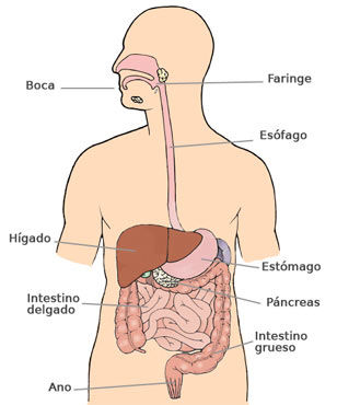 b) Digestivo: Funciónes: La función principal del sistema digestivo es descomponer los alimentos que comemos en partes más pequeñas por l...
