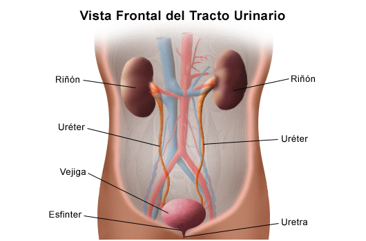 c) Urinario: Funciónes: El sistema urinario humano es un conjunto de órganos encargados de la producción de orina mediante la cual se eli...