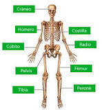 d) Locomotor: Funciónes: El aparato locomotor o sistema músculo esquelético está formado por el sistema osteoarticular (huesos, articulac...