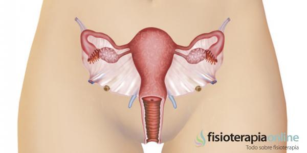 e) Reproductor femenino: Funciónes: El aparato reproductor femenino es el conjunto de órganos conformado por dos ovarios (encargados de p...