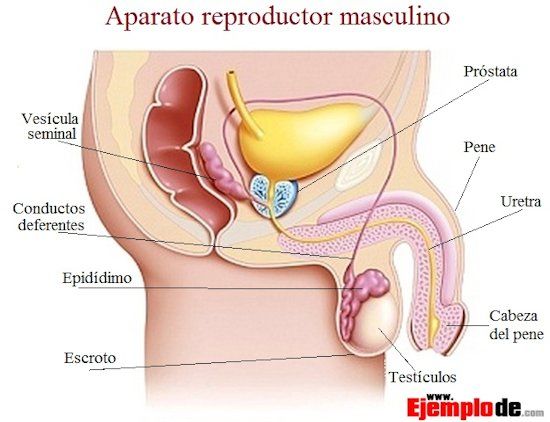 f) Reproductor Masculino: Funciónes: El aparato reproductor masculino es, junto con el femenino, el encargado de la reproducción, es deci...