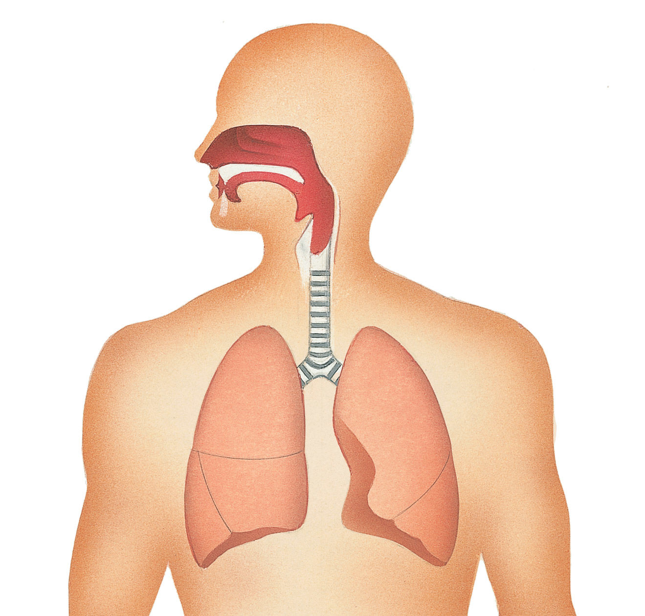 g) Respiratorio: Funciónes: En los seres humanos, el sistema respiratorio consiste en las vías aéreas, pulmones y músculos respiratorios,...