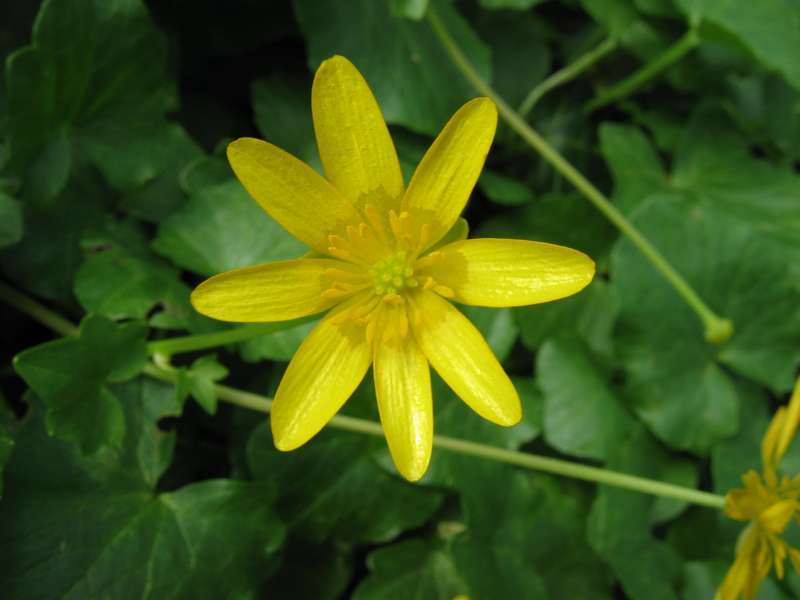 Ficaria verna Ranunculaceae Scharbockskraut Hahnenfußgewächse