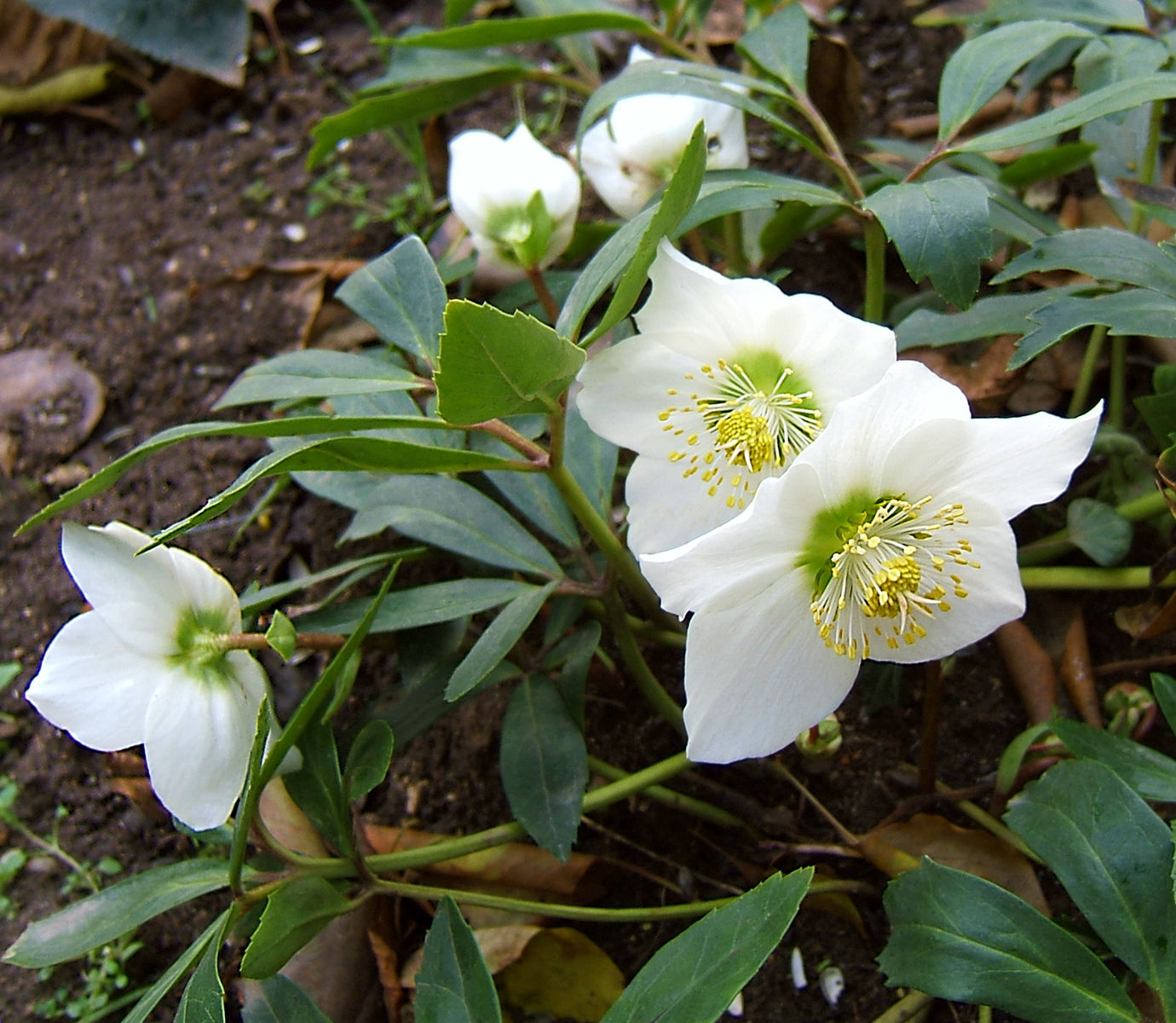 Helleborus niger Ranunculaceae Christrose Hahnenfußgewächse