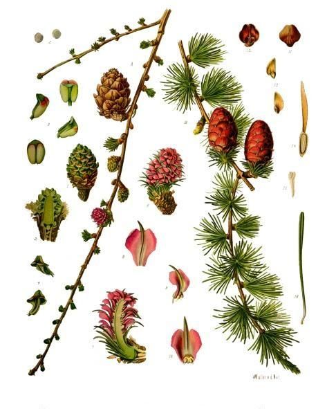 Larix decidua Pinaceae Europäische Lärche Kieferngewächse