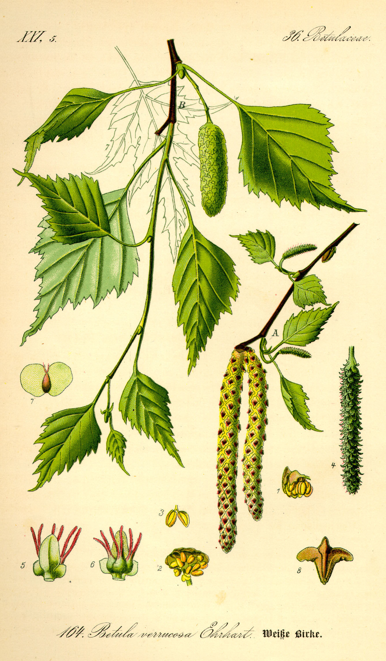 Betula pendula Betulaceae Hängebirke Birkengewächse