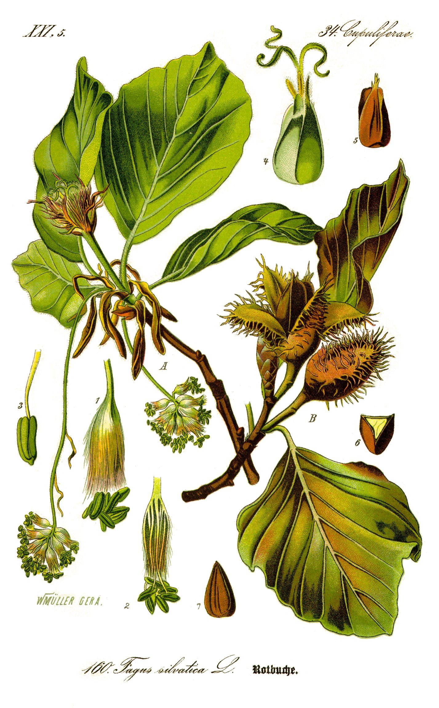 Fachs sylvatica Fagaceae Rot-Buche Buchengewächse