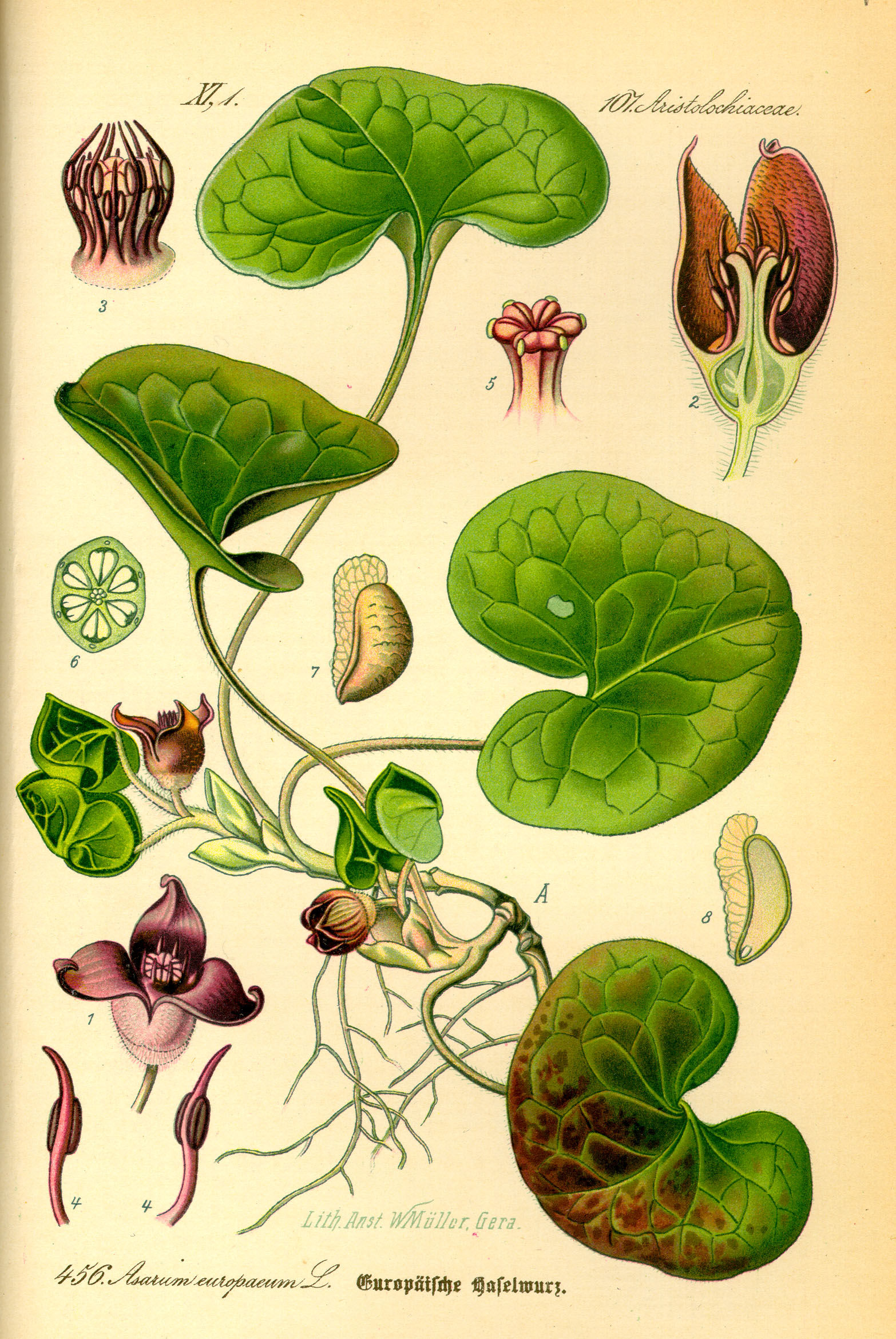 Asarum europaeum Aristolochiaceae Haselwurz Osterluzeicewächse
