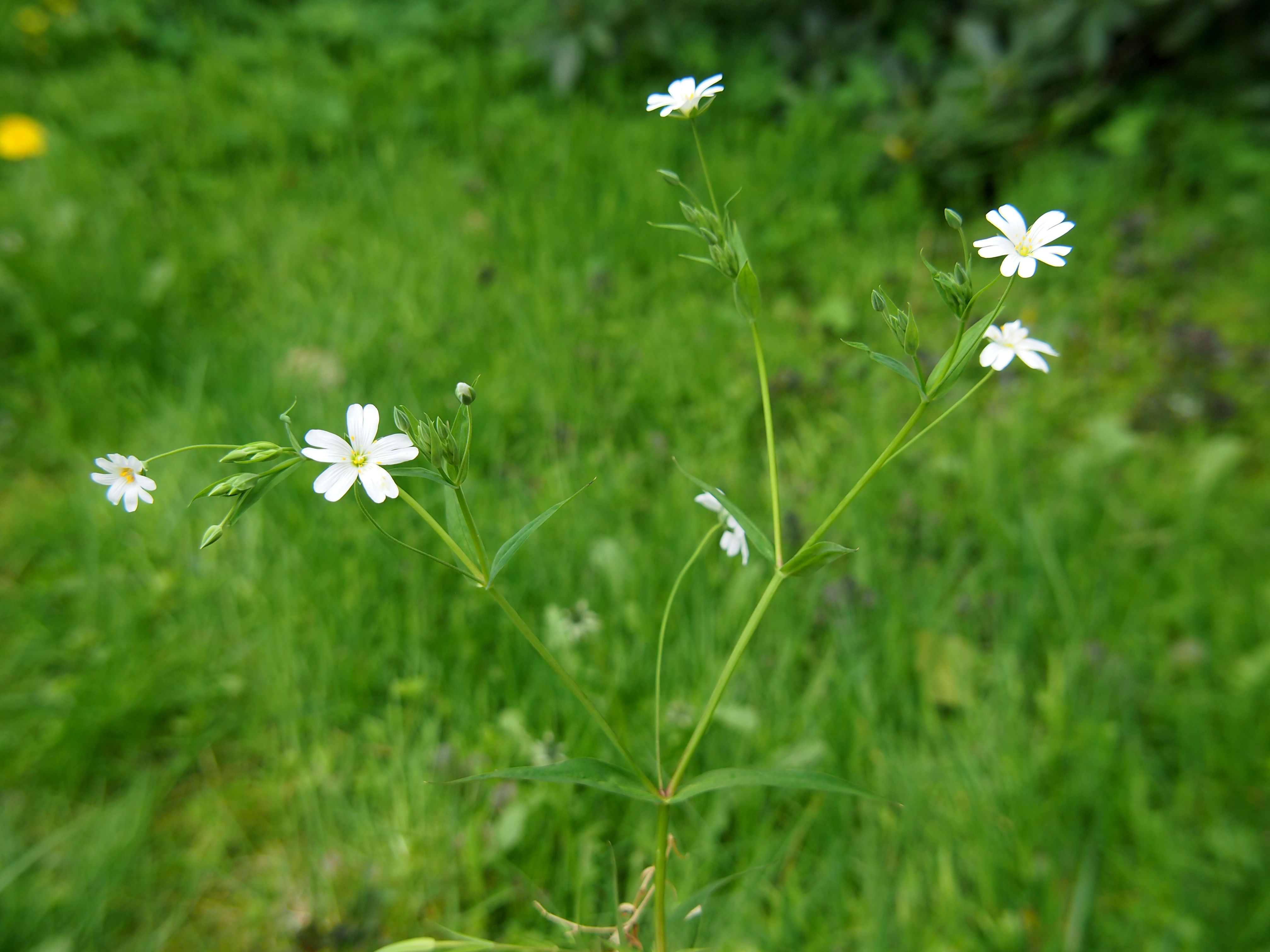 Stellar holostea Caryophyllaceae Große Sternniere Nelkengewächse