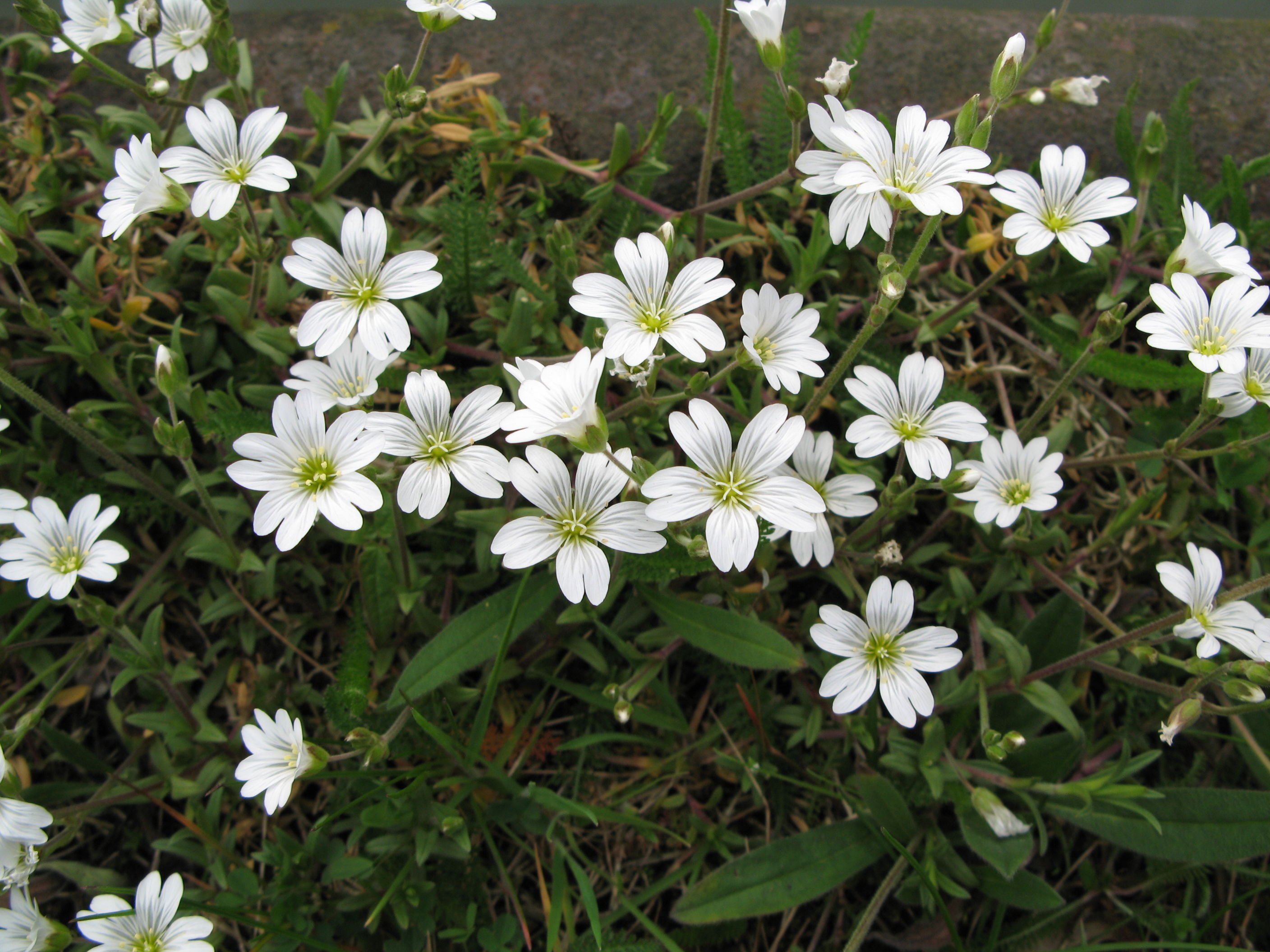 Cerastium arvense Caryophyllaceae Acker-Hornkraut Nelkengewächse