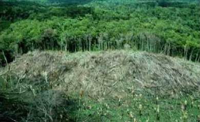 La deforestación es el proceso de desaparición de los bosques o masas forestales, fundamentalmente causada por la actividad humana. Está ...
