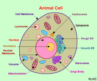 label this cell