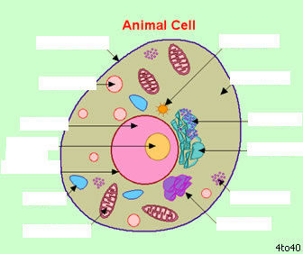 label this cell