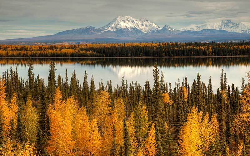 ¿COMO ES LA VEGETACIÓN DEL PAISAJE CONTINENTAL?