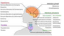 c) Endocrino: Funciónes: Es el encargado de diversas funciones metabólicas del organismo. Órganos: La glándula pituitaria, el hipotálamo,...