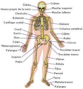 d) Esqueletico Funciones: Las funciones básicas del sistema esquelético son: Servir de soporte: Ya que proveen al cuerpo de un cuadro ríg...