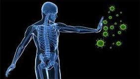 e) Inmunitario Funciones: El sistema inmunitario ayuda en la destrucción de bacterias, virus y células infectadas. Órganos: Adenoides, Mé...