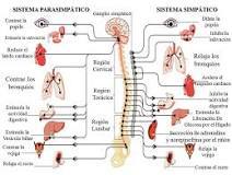 g) Nervioso Funciones: Su función principal es la de conectar miembros y órganos al sistema nervioso central Órganos: Se compone de dos p...