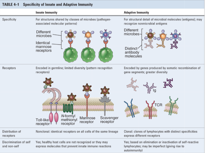 Innate Immunity I