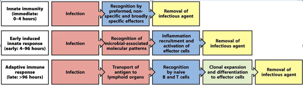 Buildup of Immunity