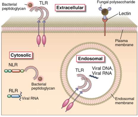Location of pathogen-associated molecular patterns (PAMPs)