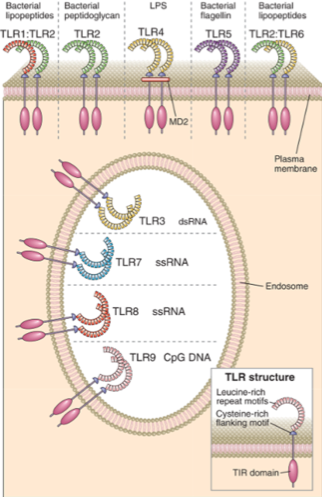 TLR (toll-like receptor) Ligands